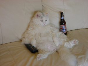chat blanc affalé contre un mur avec un bière et une télécommande
