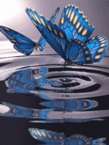 vol de papillon au dessus de l'eau