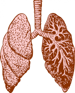 2 poumons déssinés: un dont on voit l'intérieur